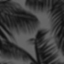 PALMS LEAVE OVER BLACK.jpg