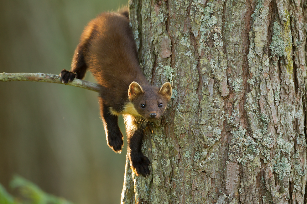 Return of the Pine Martens? Booking Required