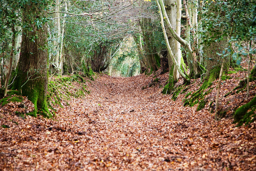 Cansiron Lane - An Ancient Routeway