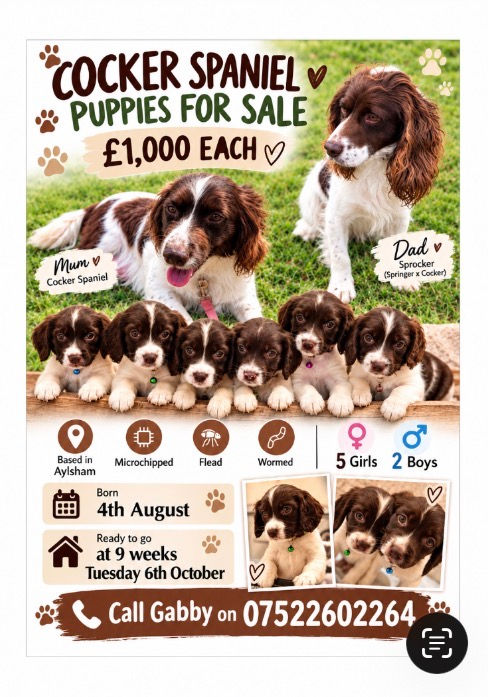 Cocker Spaniel Puppies for Sale – Aylsham