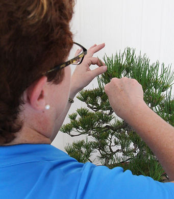 Kimberly working on pine (2).JPG