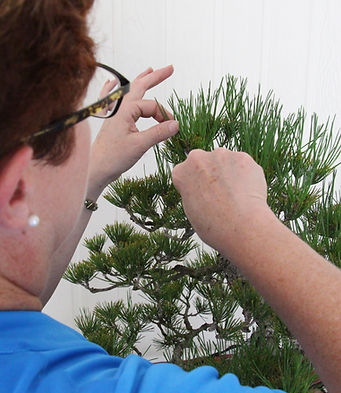 Kimberly working on pine (2).JPG