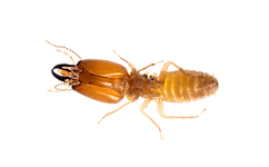 termite.png