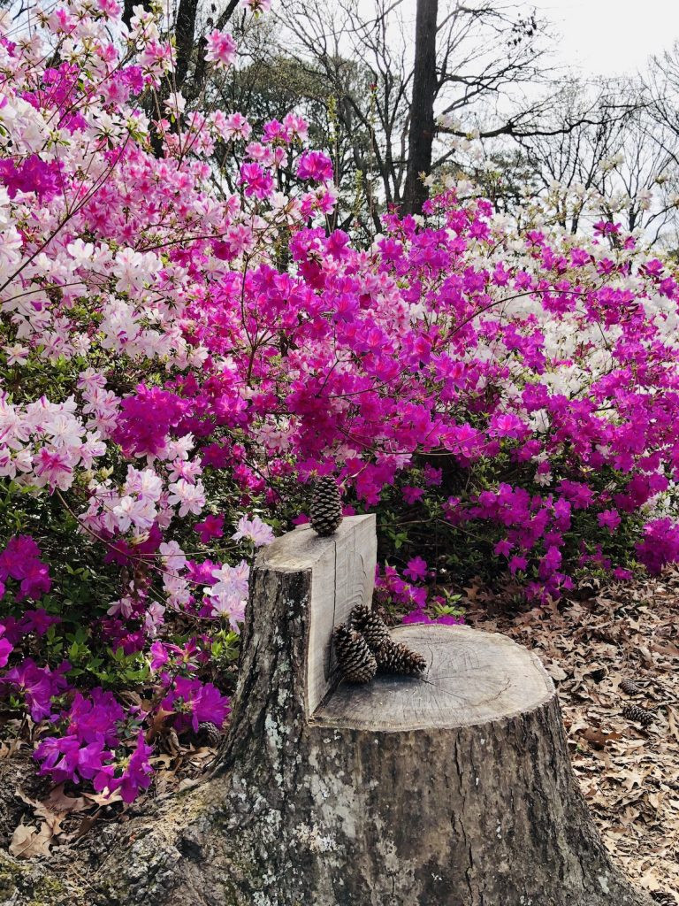 A stump seat surrounded by pink flowers at the Norfolk Botanical Gardens.