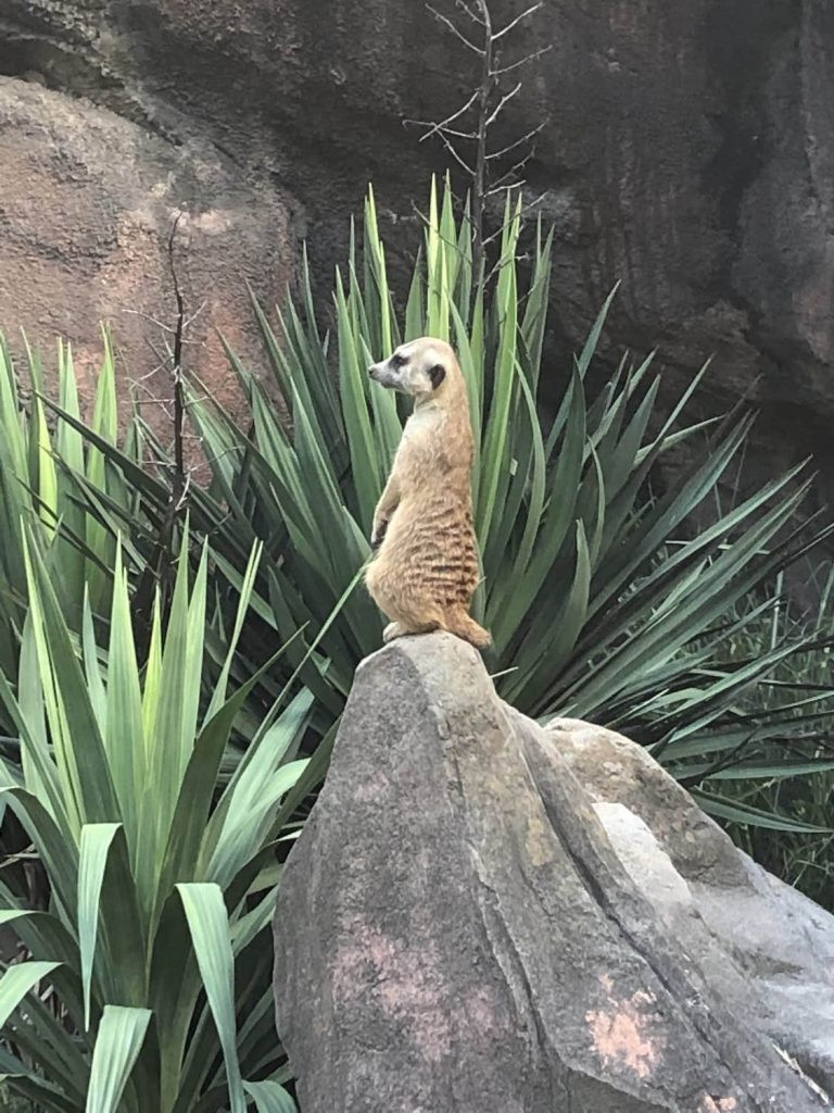 Merecat posing on a rock