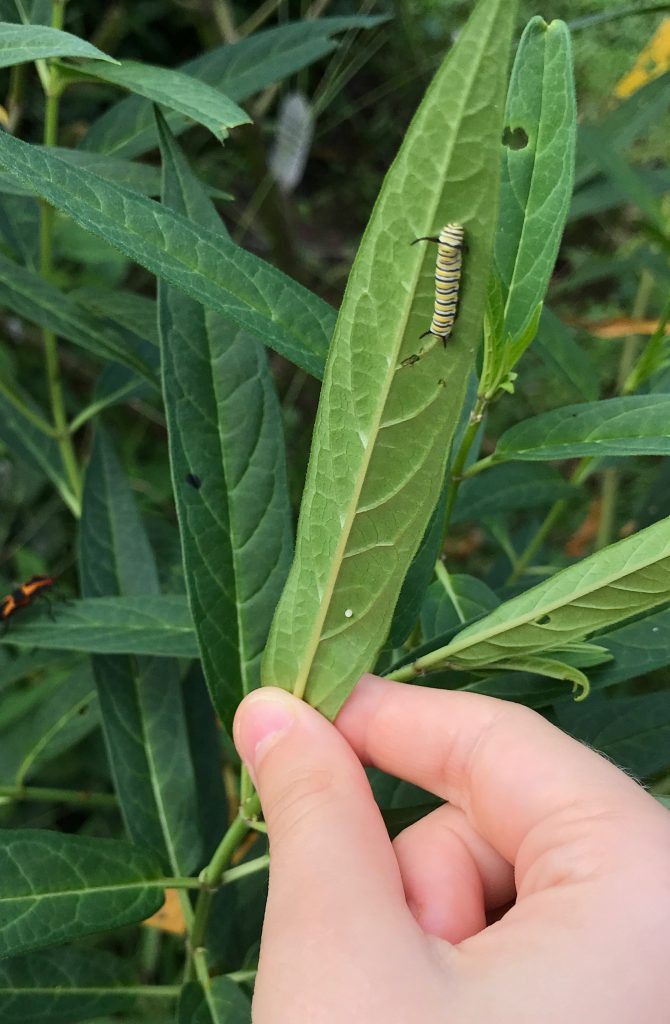 A caterpillar on the bottom of a milkweed leaf.
