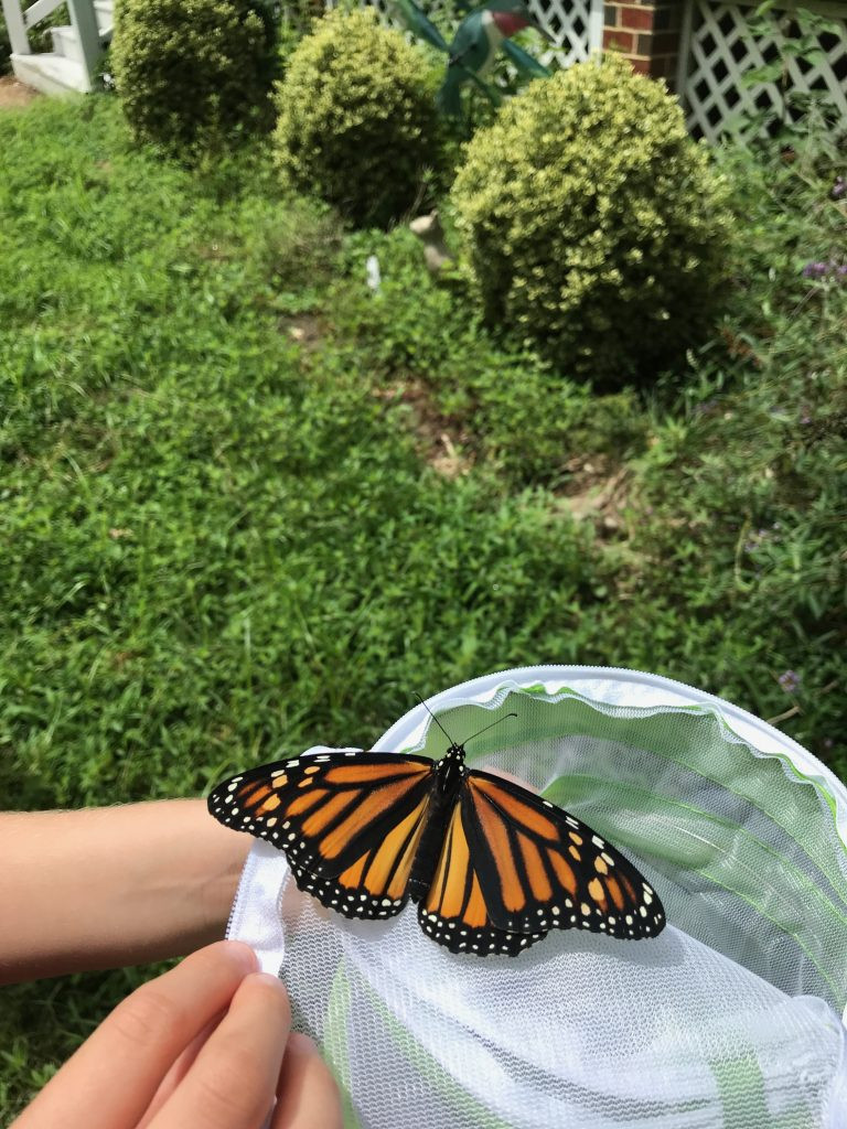 A monarch butterfly sitting on the edge of the habitat, just before it flys off.