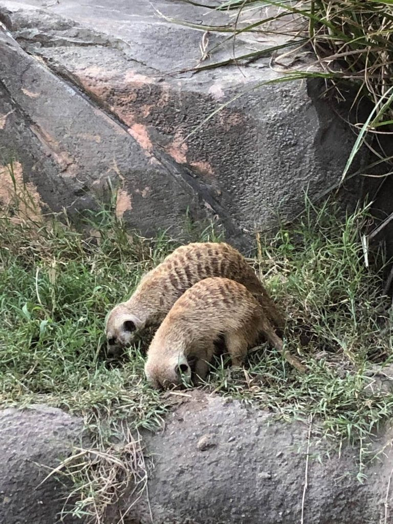 Merekats eating grass