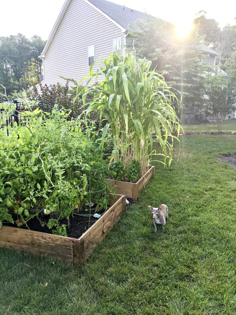 A small dog in a yard with a garden