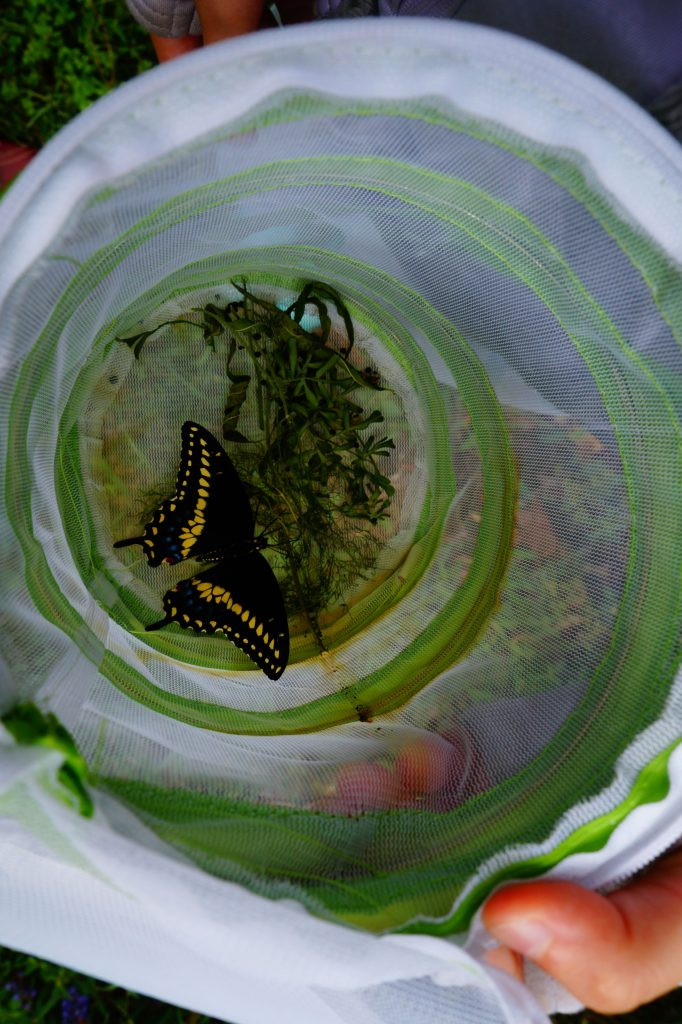 A Swallowtail butterfly, black with yellow stripes at the back of the wings.