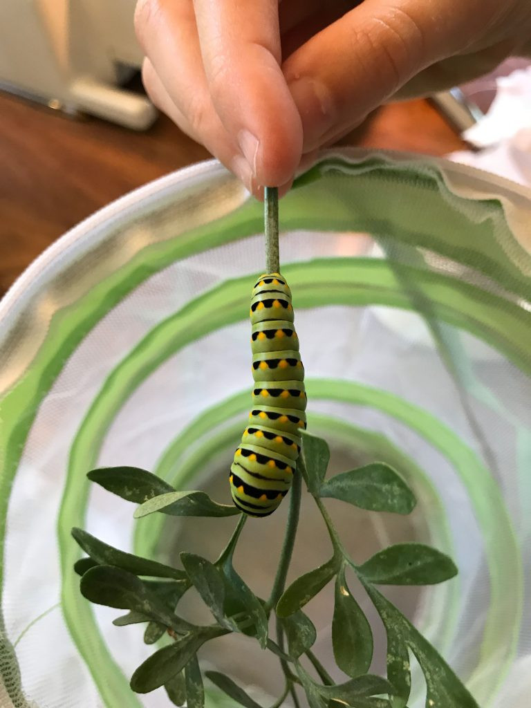 A Swallowtail caterpillar on some leaves