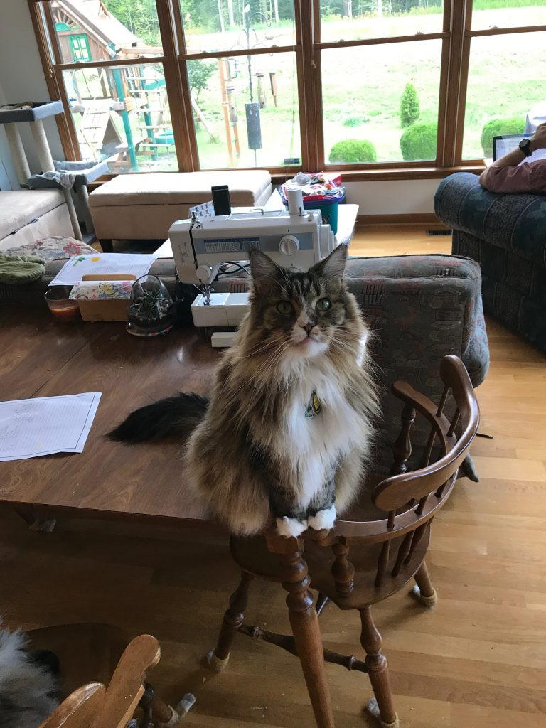 Delilah, Louise's grey cat, sits on the edge of a table watching the caterpillars.