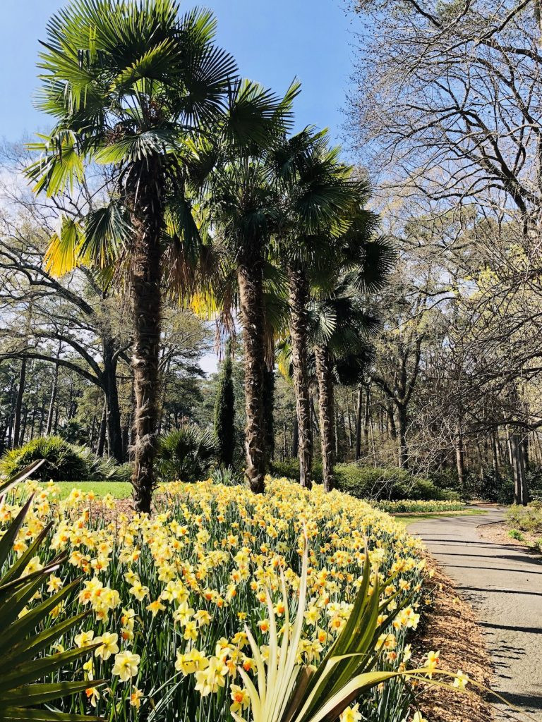 A path with trees at the Norfolk Botanical Gardens.