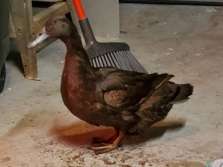 Loss of our duck Millie