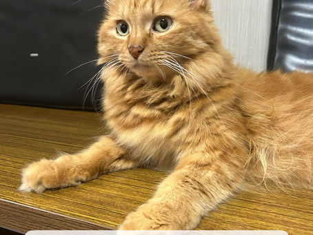 8,9月のお知らせ