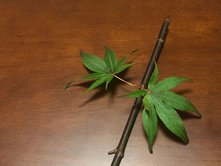 一般部 - 昇級試験お手本