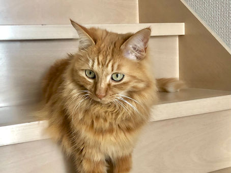 冬泉書道教室のマスコット⑨