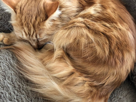 冬泉書道教室のマスコット⑩