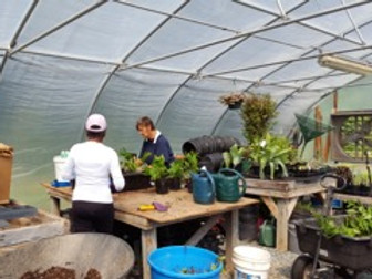 workingGreenhouse.jpeg