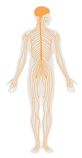 Templates & Post Pipeline.png