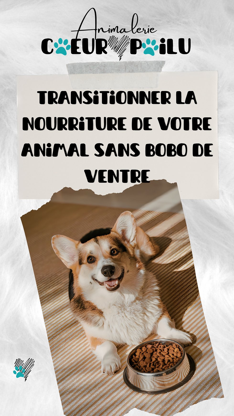 Guide de transition alimentaire chien et chat - Cœur Poilu Farnham