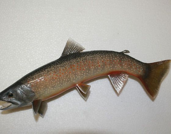 魚類専門剥製工房 とと屋 | 福島県郡山市の剥製工房