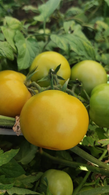 Tomato-Harvest_Mullerden