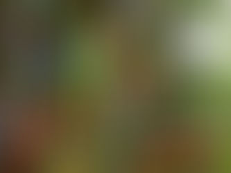 🎋 Atelier Origami - Spécial Tanabata  🎋