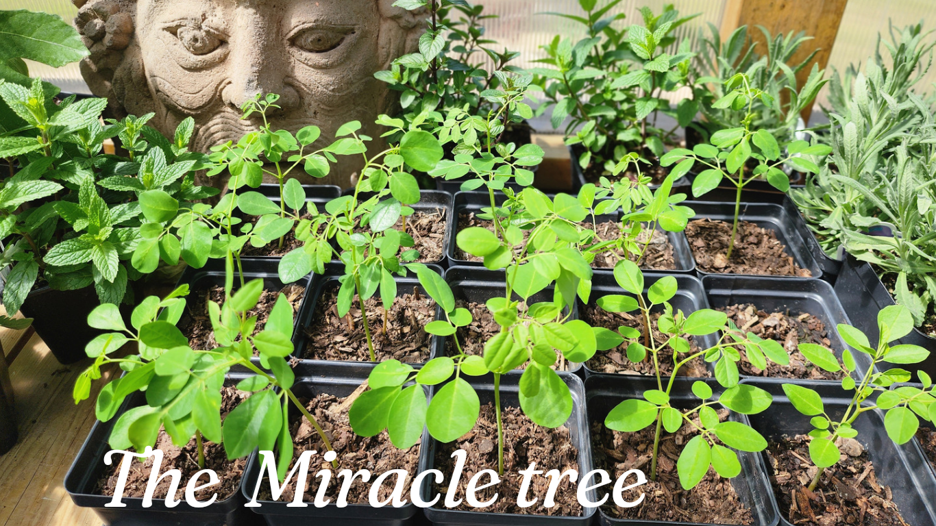 Moringa Tree Live Start - ’Miracle Tree’ Grown from Certified Non-Gmo Seeds!