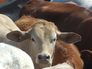 August Beef Exports Top $1 Billion; Pork Exports Remain on Record Pace