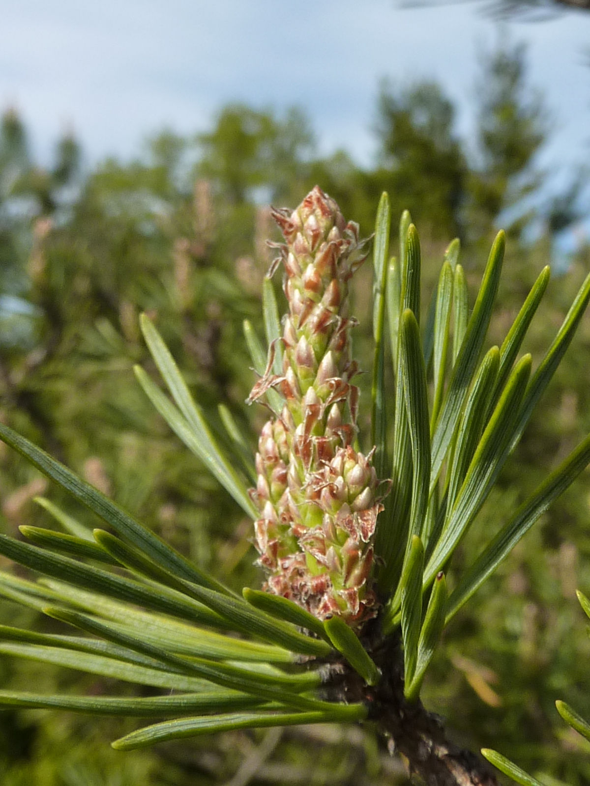 gemmothérapie - Pin sylvestre