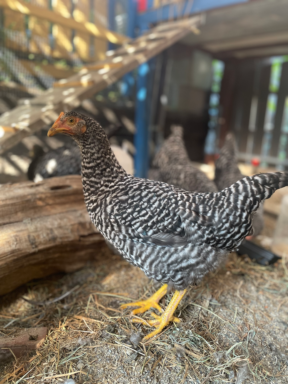 サムネイル： 平飼いたまご・はちみつマドレーヌ