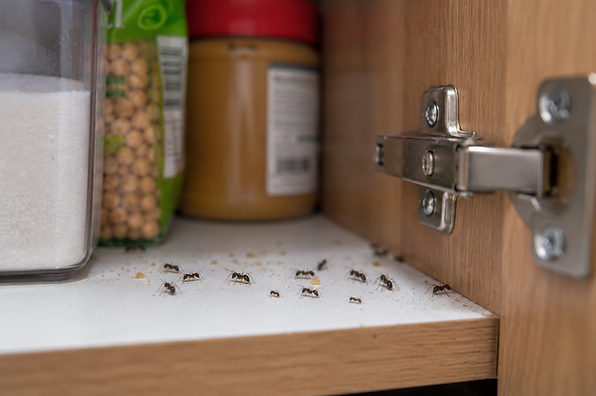 fourmis dans placards