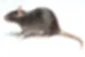 un rat