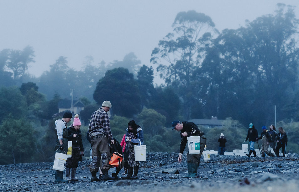 California coastal foraging class collecting seaweed, snails, and sea urchins with guide Kevin at low tide