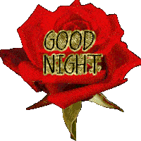 A BEAUTIFOLL RED ROSE