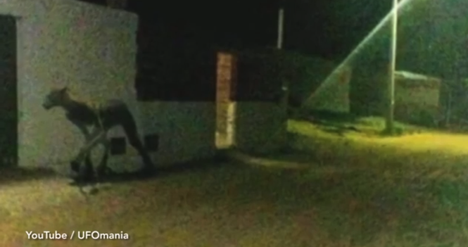 Bizarre: Unidentified Animal Terrifies Argentina Residents After Mauling Two Pets