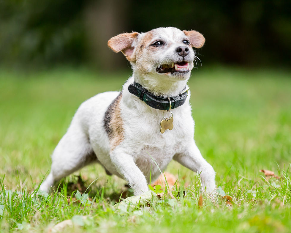 Dog photography in London. Yorshire Terrier - Bertie