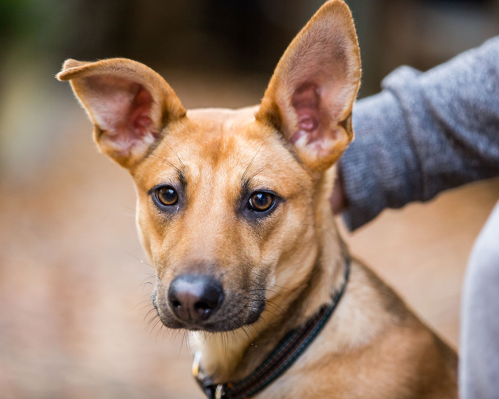 Dog photography in London. All Dogs Matter Halloween Charity Event.