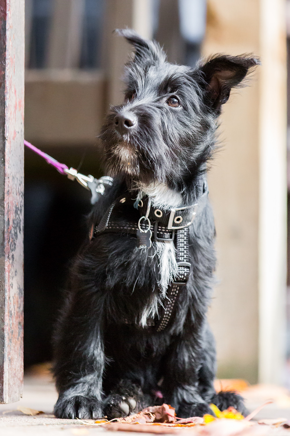 Dog photography in London. All Dogs Matter Halloween Charity Event.