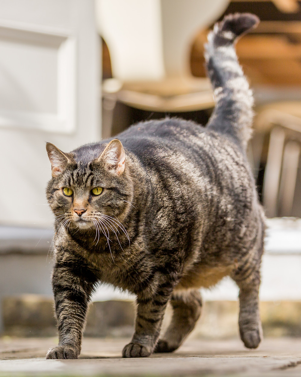 Cat photography in London. Bernard.