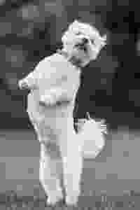Ruffalo the Maltese Puppy