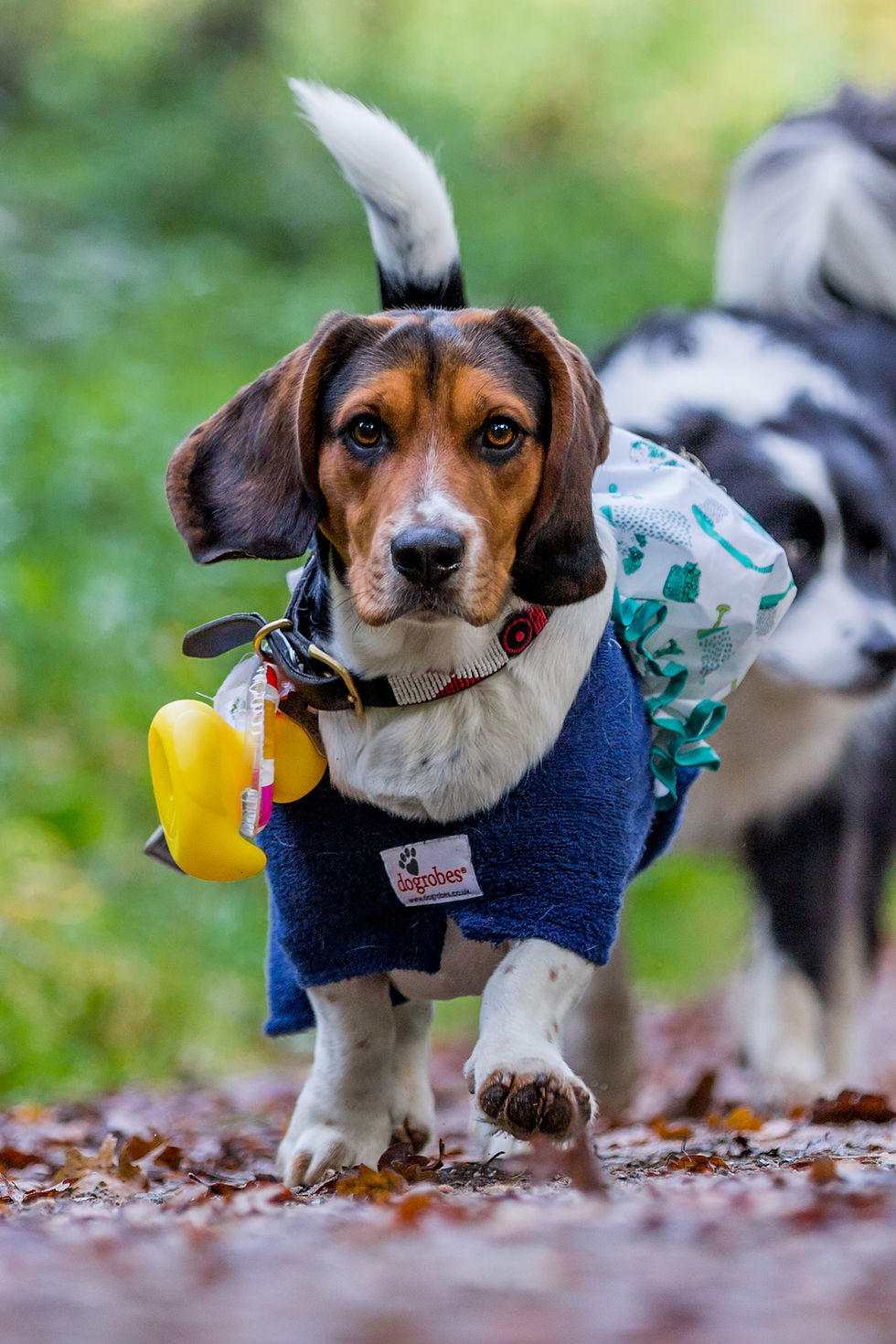 Dog photography in London. All Dogs Matter Halloween Charity Event. dogrobes