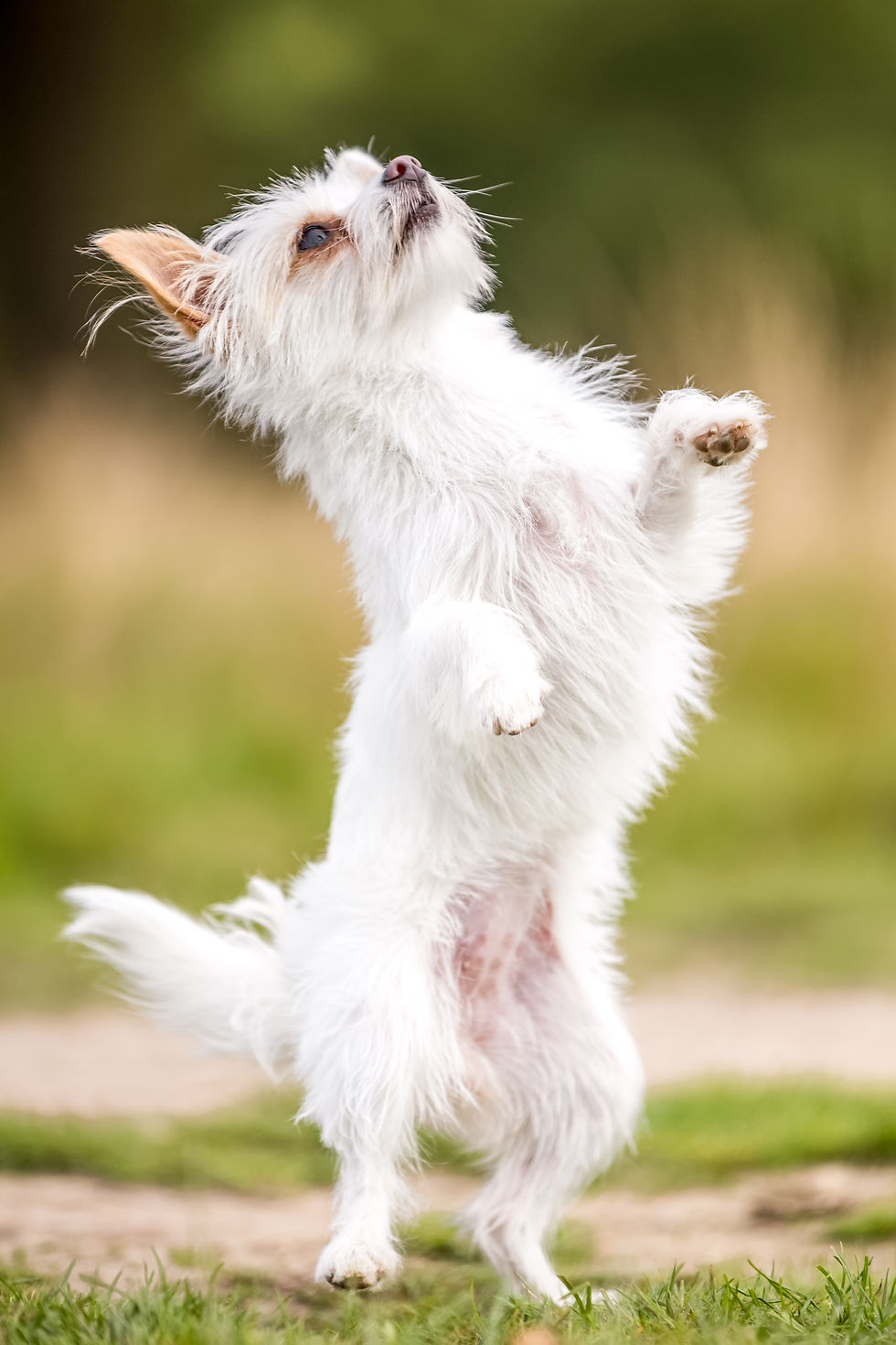 Dog photography in London. Louis posing