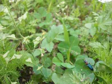 להכיר את הסבך הארגוני