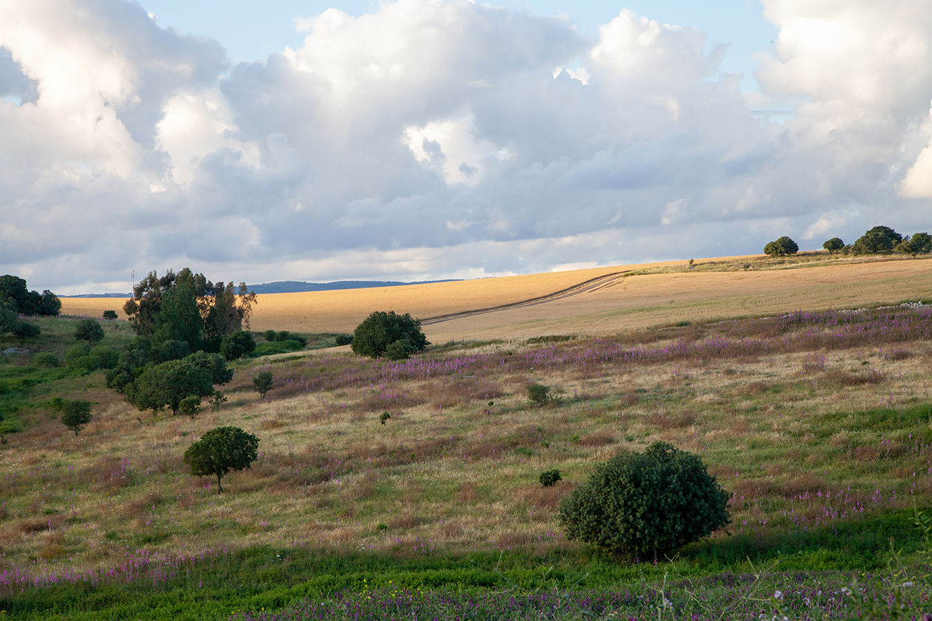 שדות חיטה 42