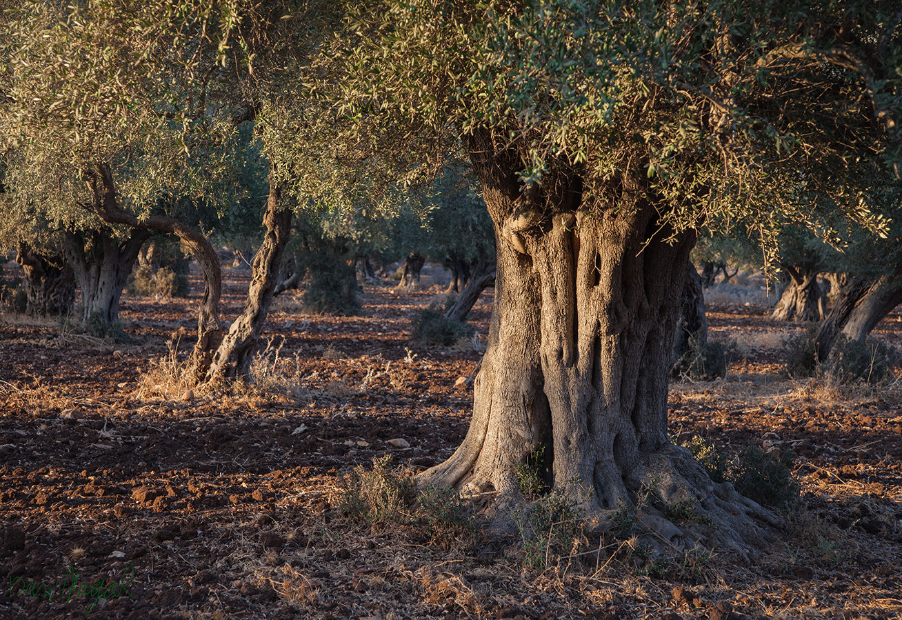 עצי זית 36