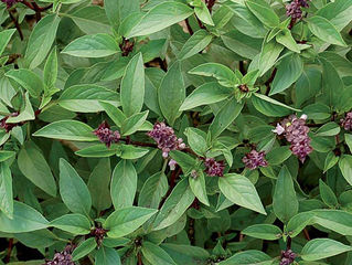 Anise Basil