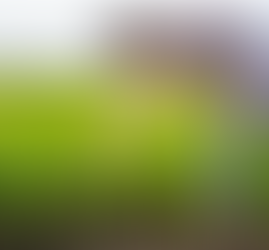 Dia do Engenheiro Agrônomo: Conheça essa bela profissão que impacta a vida de todos os brasileiros