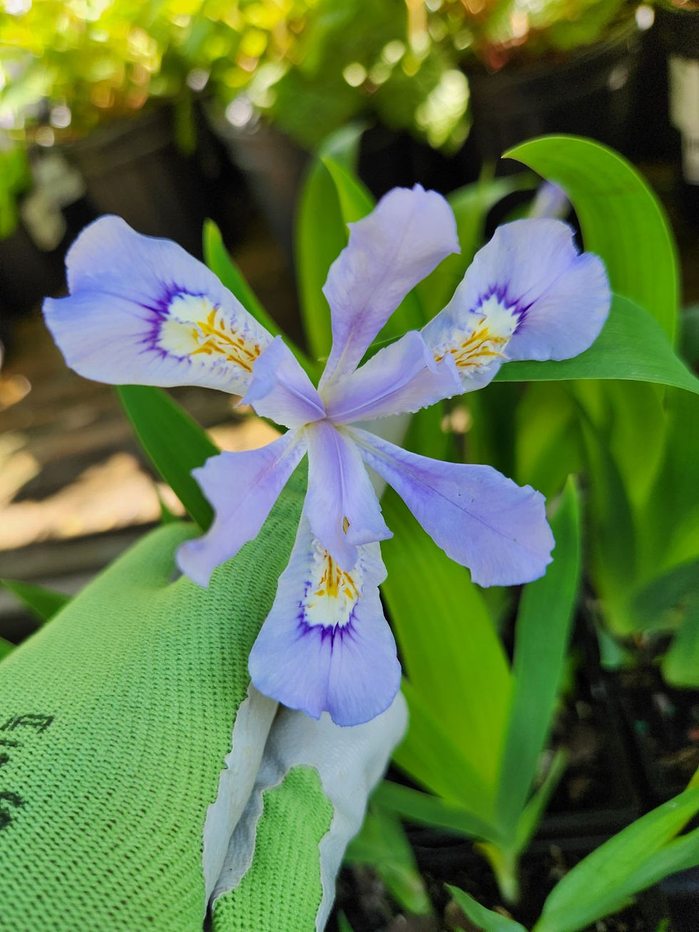 Native Plants (Saturday AM)